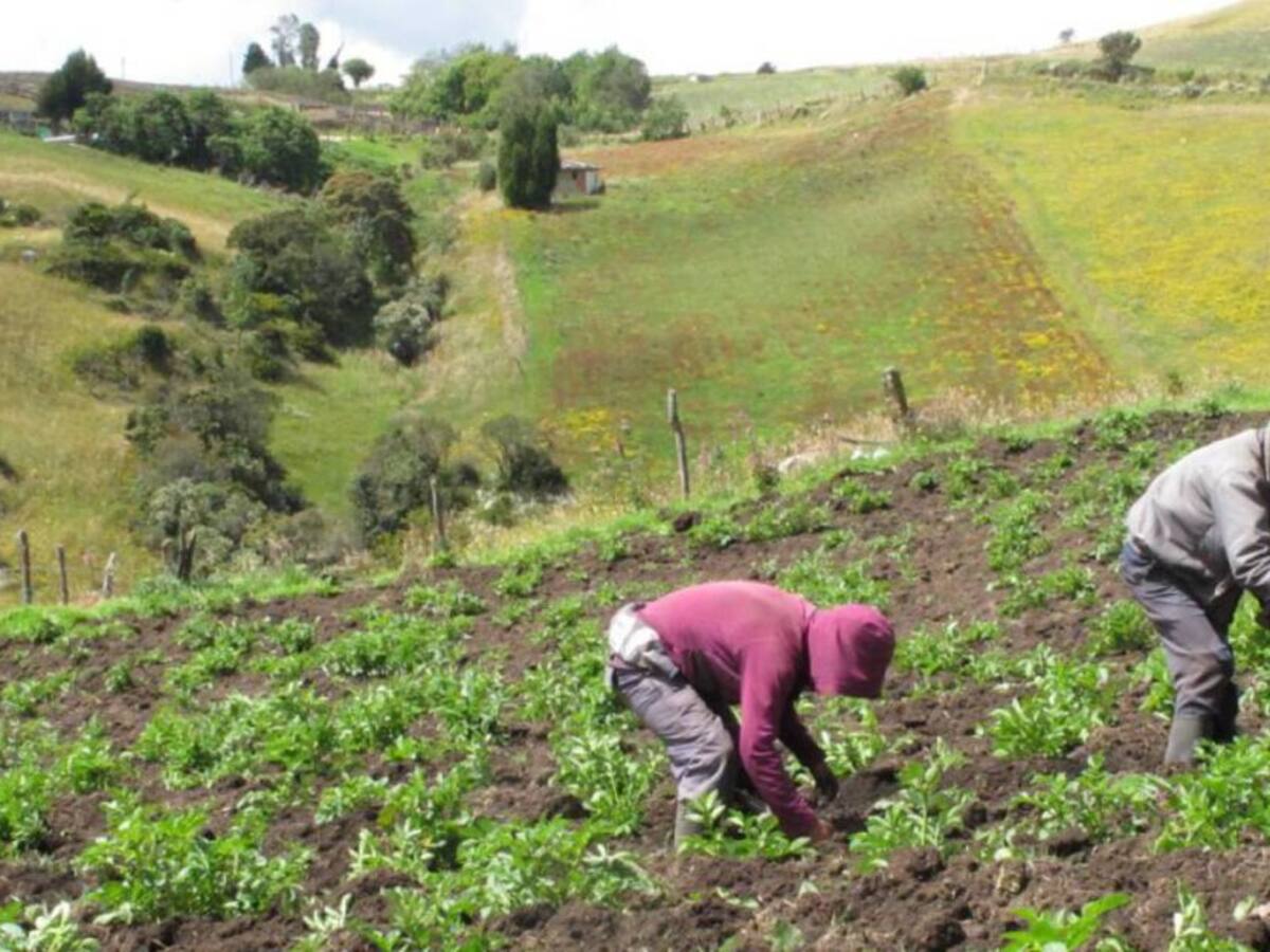 30 mineros de Risaralda cambiarán la minería ilegal por la agricultura