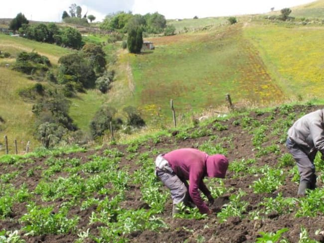 Procuraduría pide acelerar proyecto de alivios a productores del campo