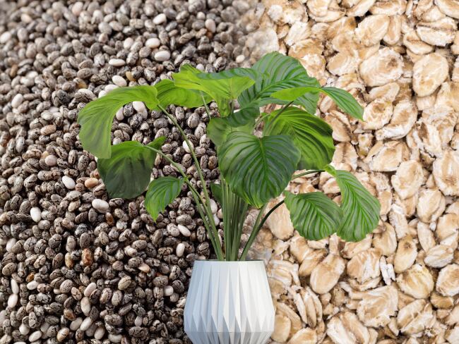 Semilla de Chía / Avena / planta. Abono casero. Fotos tomadas de Canva