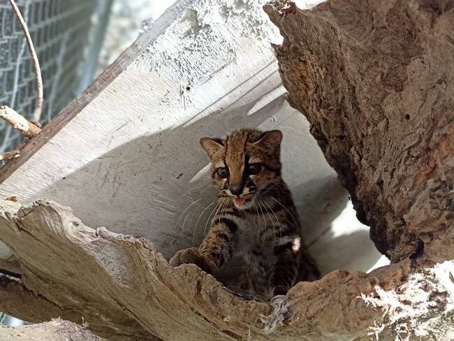 Liberado Tigrillo Lanudo en reserva Forestal en el suroeste antioqueño