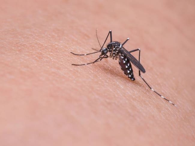 ¡No baje la guardia! en vacaciones se incrementan las enfermedades por mosquitos