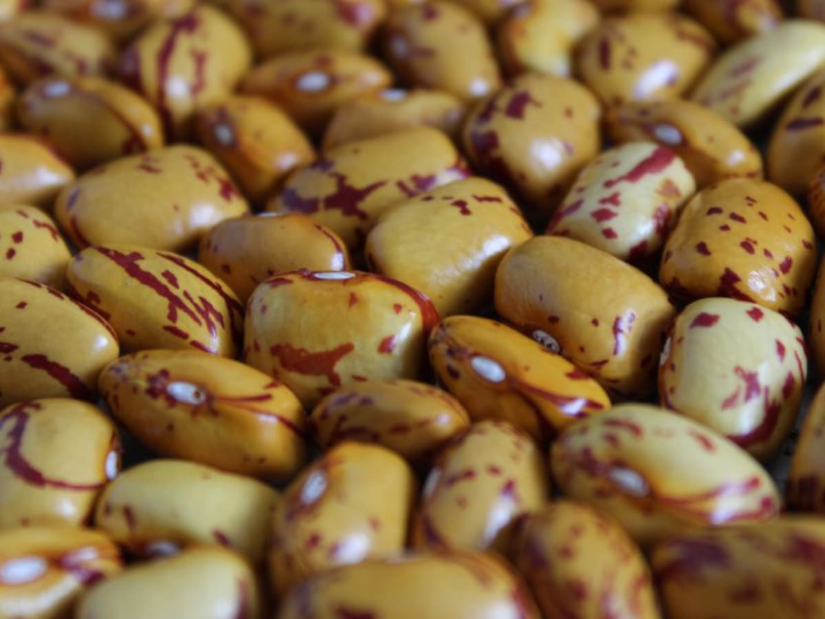 Agrosavia: mejorar el cultivo y potenciar el consumo de fríjol liborino