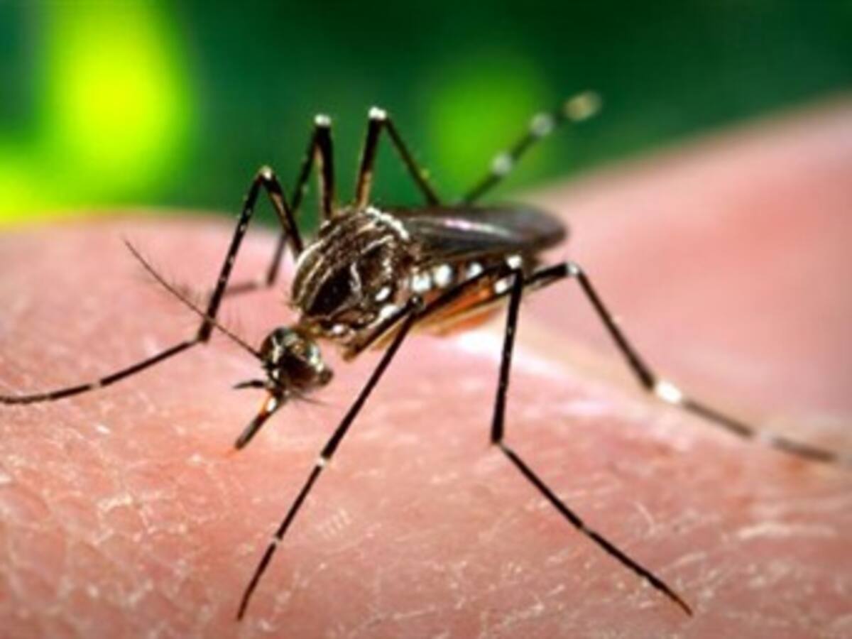 El dengue tiene en jaque al Huila