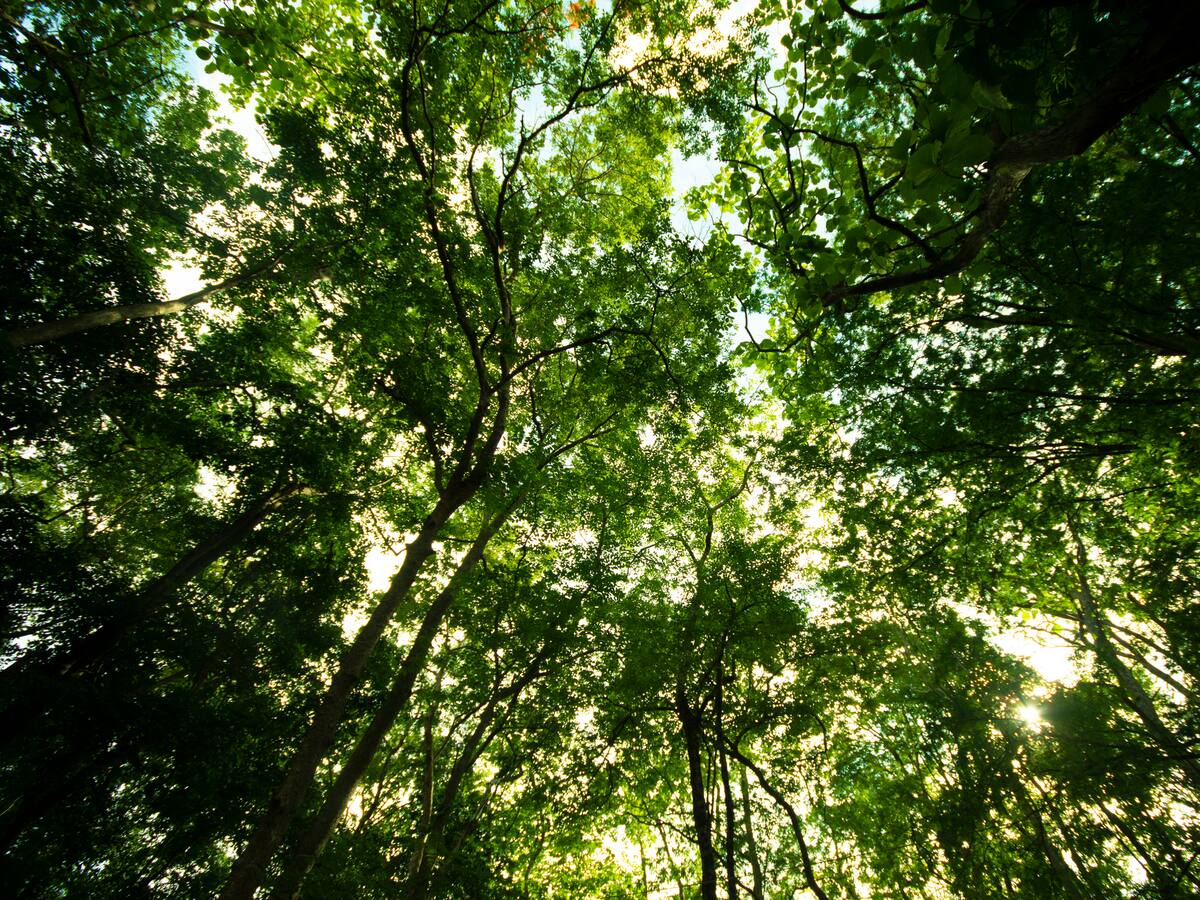 Gobierno y disidencias de alias ‘Calarcá’ se reúnen para frenar la tala de árboles