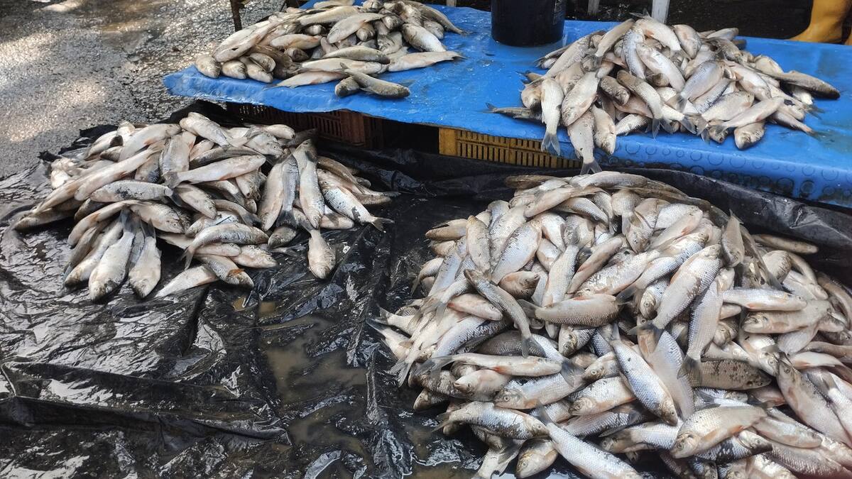 Por subienda en Barrancabermeja se vende bochachico a 500 pesos