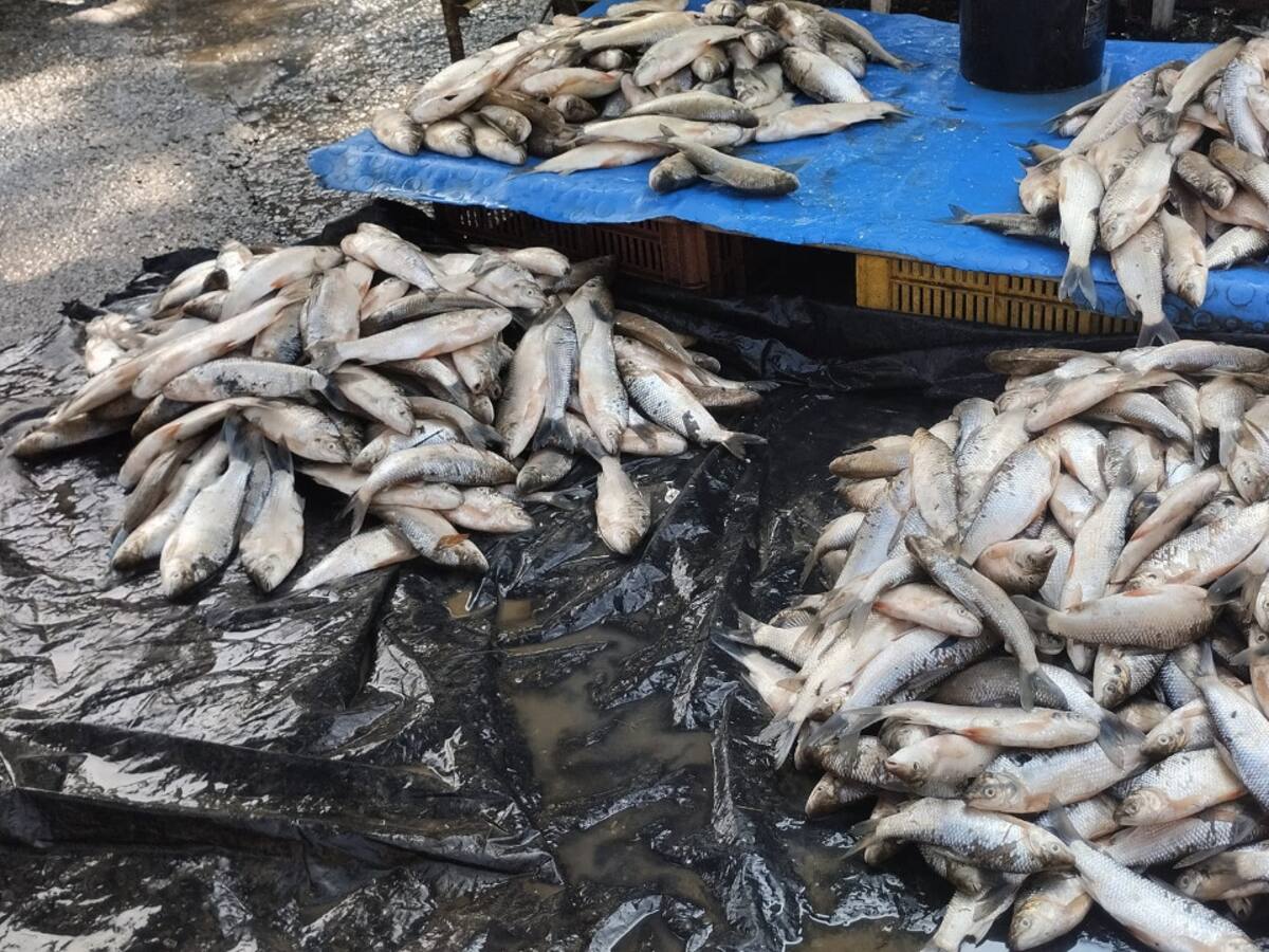 Por subienda en Barrancabermeja, se vende bocachico a $500 pesos