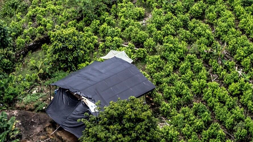 Cultivos de coca en Colombia crecieron un 52% durante 2016, según la ONU. Foto: Colprensa