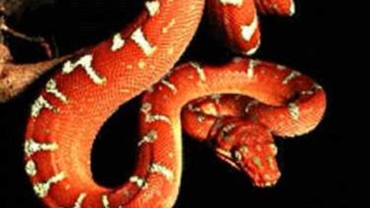 Alerta por serpientes debido a ola invernal