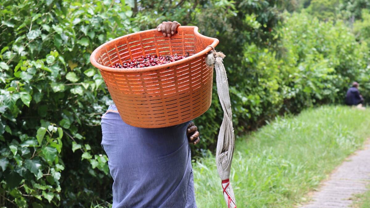 500 policías reforzarán la seguridad durante la cosecha cafetera en Antioquia