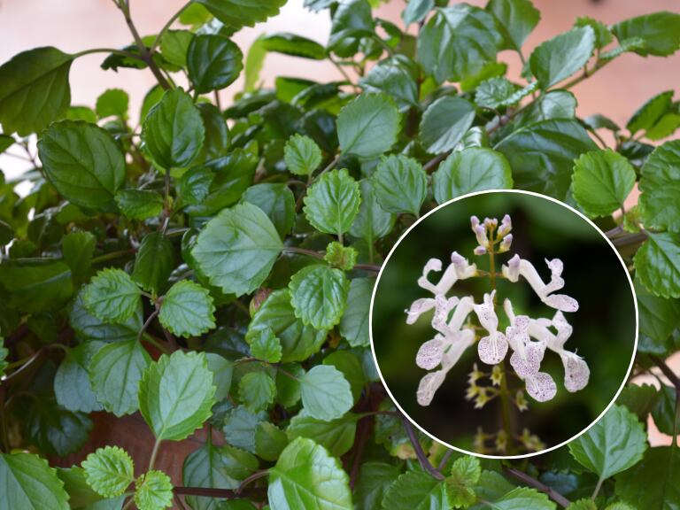 Planta Millonaria / Flor de la Plectranthus verticillatus (Getty Images)
