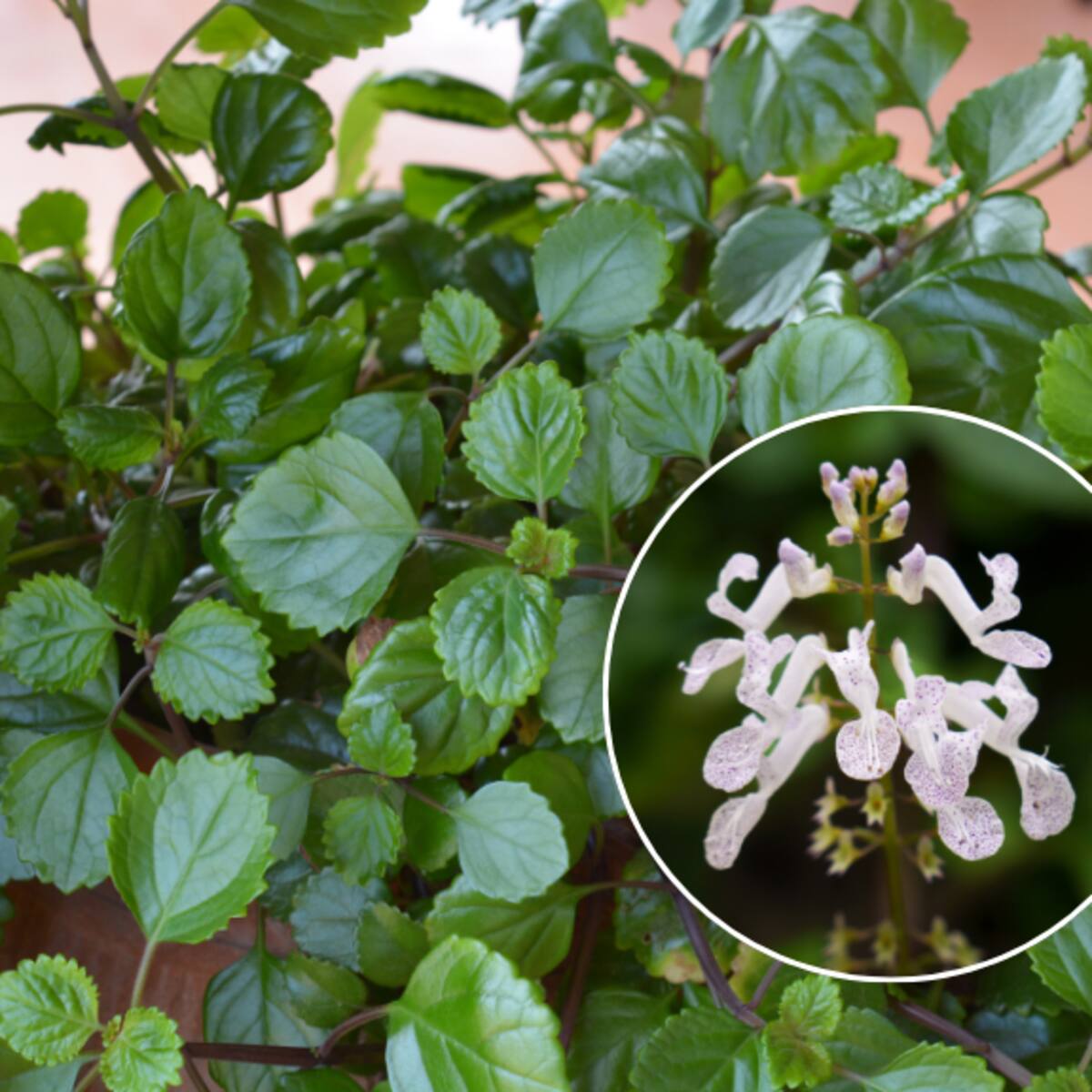 Misterios de la planta millonaria: desde el color de sus hojas al significado de las flores