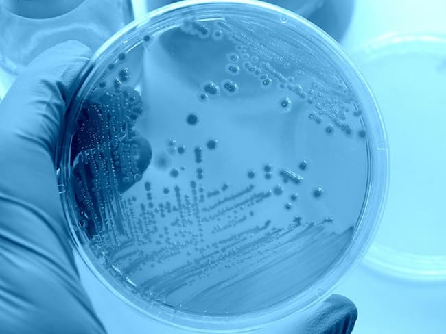 La resistencia bacteriana mata 700 mil personas anualmente en el mundo