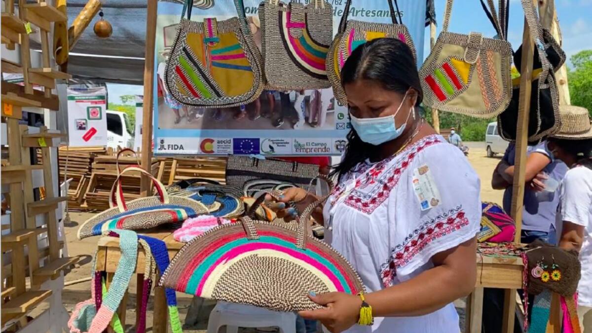 El cultivo de caña flecha y el arte de los Zenús con el “sombrero vueltiao”