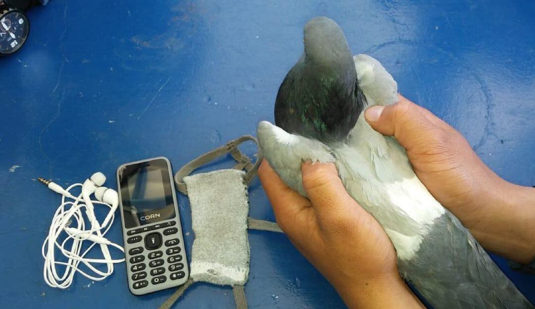Hallan palomas mensajeras con celulares hacía cárcel Combita