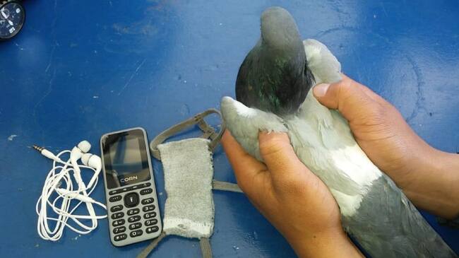 Hallan palomas mensajeras con celulares hacía cárcel Combita