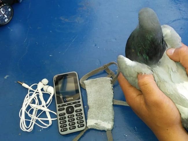 Hallan palomas mensajeras con celulares hacía cárcel Combita