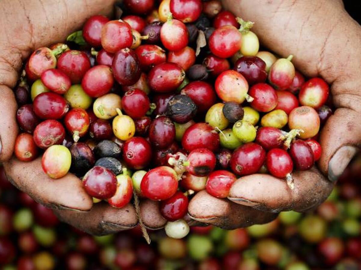 Cafeteros comenzaron a recibir ayudas por el Fenómeno de El Niño
