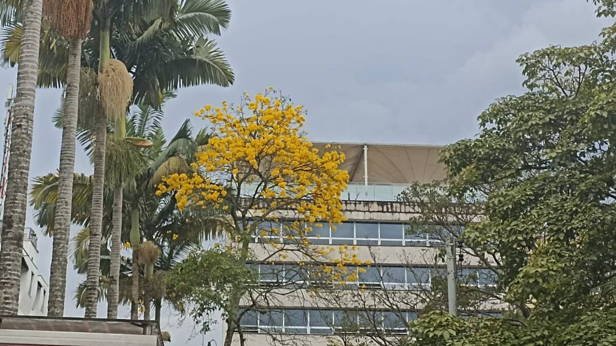 Jueves 17 de Noviembre, las principales noticias de Armenia y Quindío