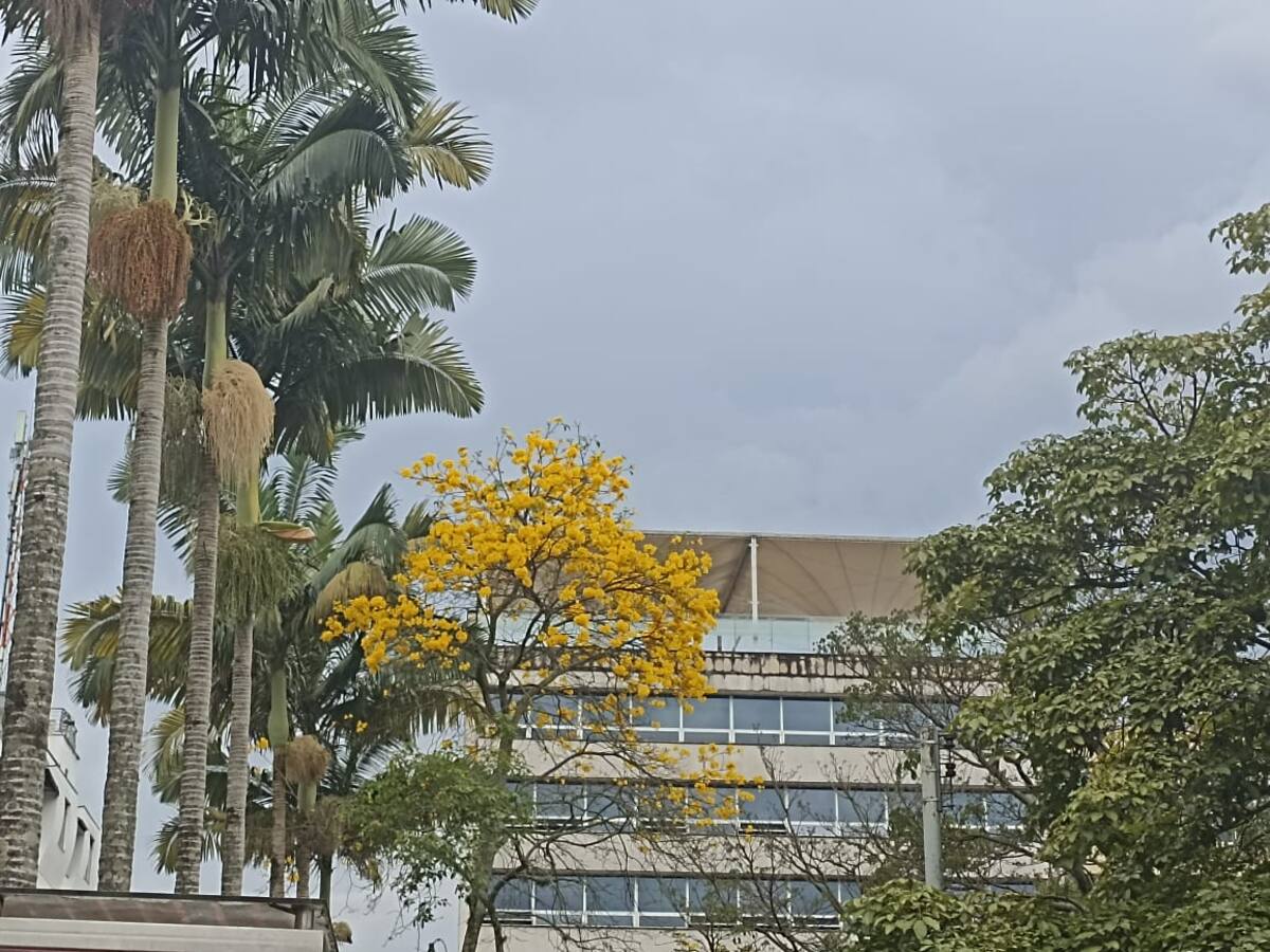 Jueves 17 de Noviembre, las principales noticias de Armenia y Quindío