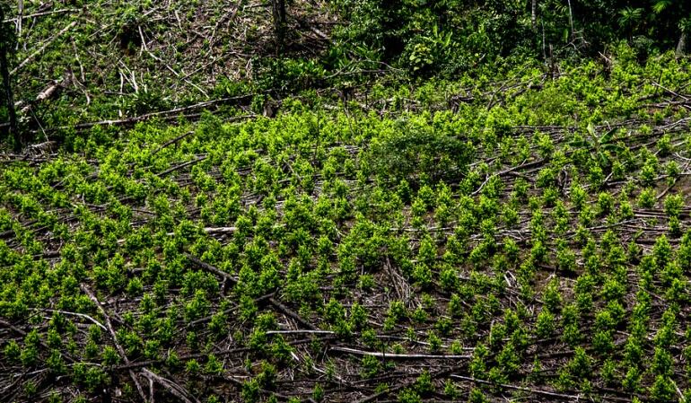 Cultivos Ilícitos en Tumaco