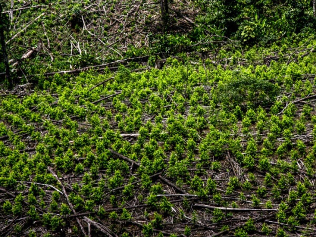 Narcotráfico, disidencias y Clan del Golfo males de Tumaco, Nariño