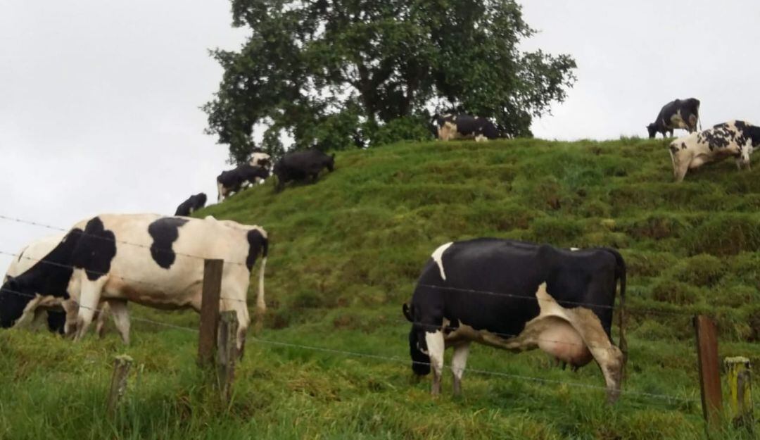 Alternativas para los ganaderos de Caldas