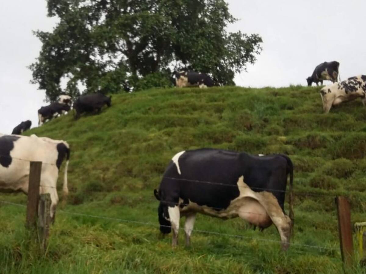 Ganaderos de Antioquia, afectados por importación masiva de leche en polvo