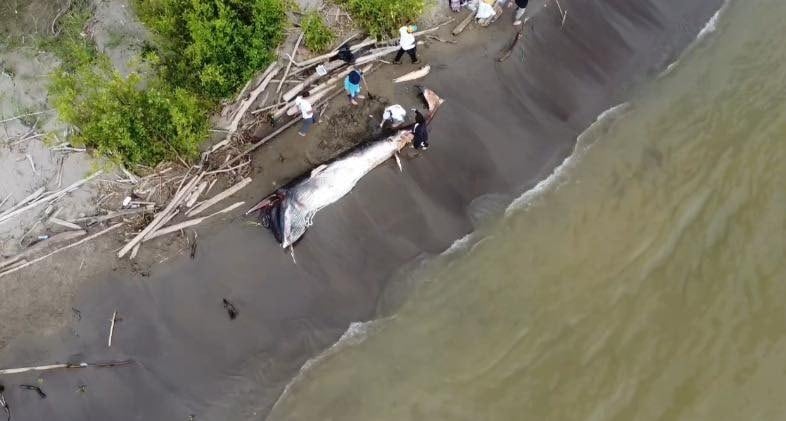 Hallazgo de ballena en Turbo. Foto: Corpourabá.