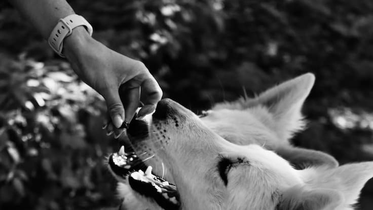 Maria Camila Morales