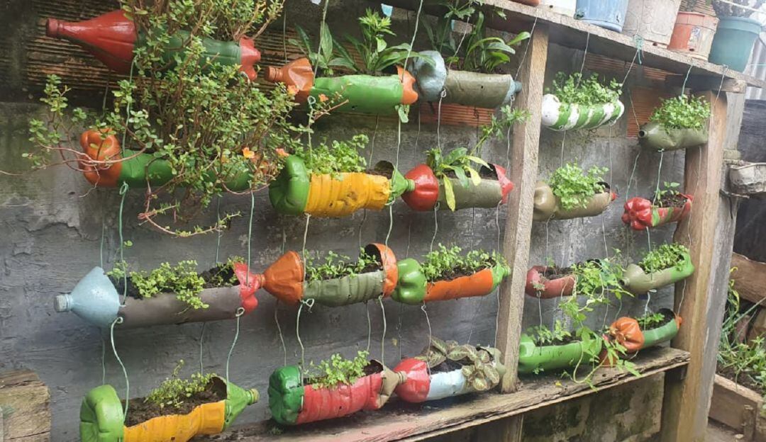 Cultivos caseros de plantas aromáticas