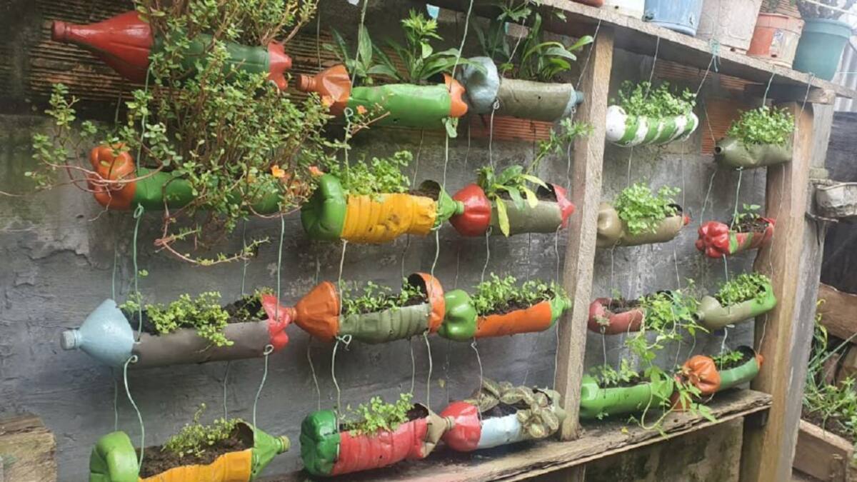 Plantas que brindan salud y bienestar cultivan las mujeres en El Doncello