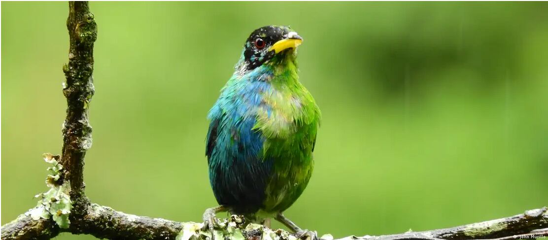 El Chlorophanes spiza con los colores verde y azul, de hembra y macho respectivamente. Cortesía: Imagen: John Murillo / DW