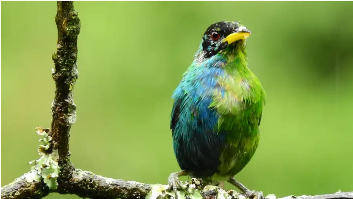 Avistan en Colombia un extraño pájaro mitad macho, mitad hembra