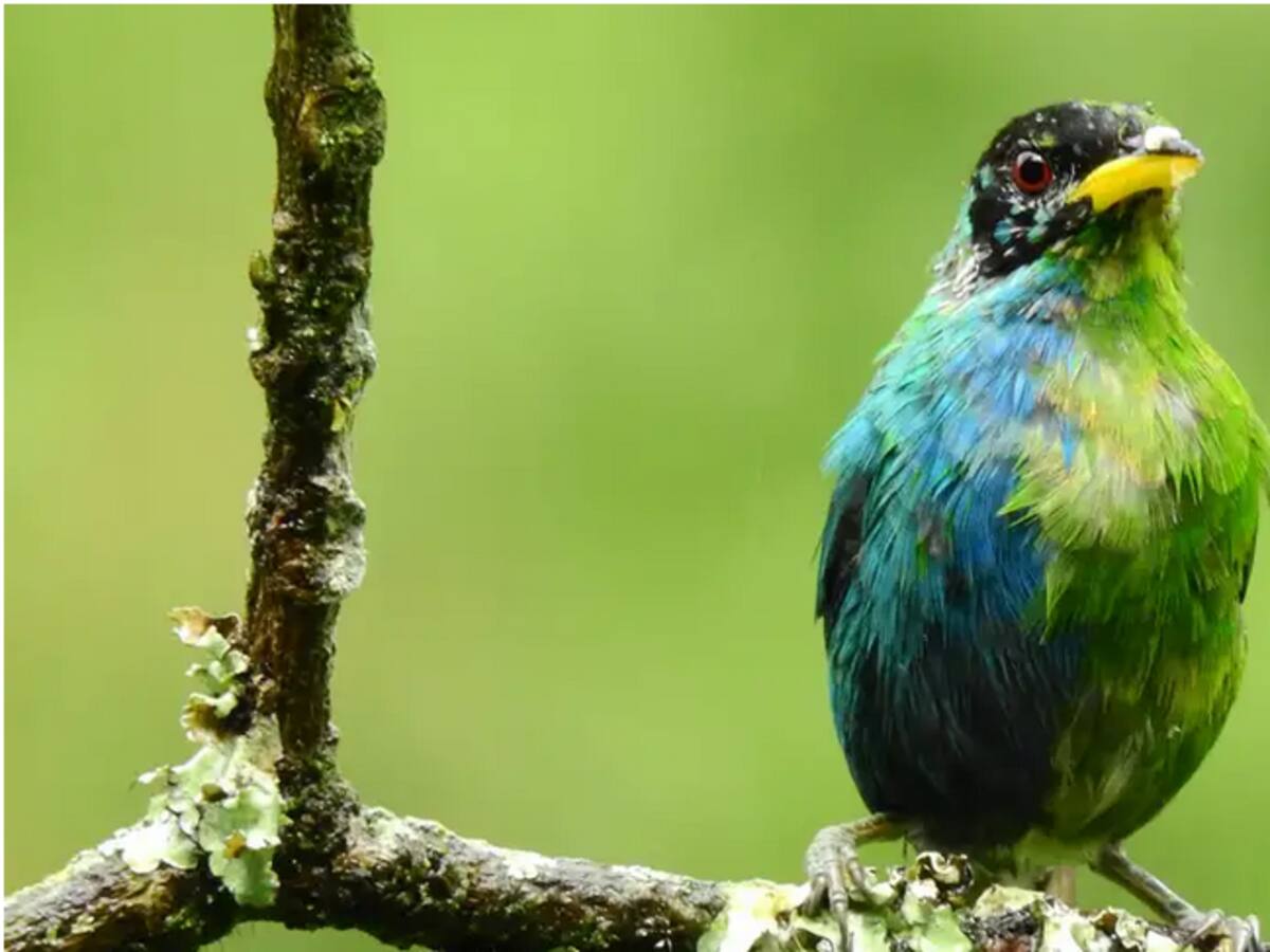 Avistan en Colombia un extraño pájaro mitad macho, mitad hembra