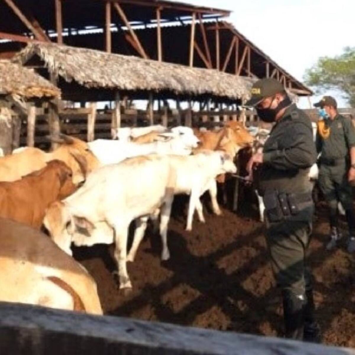 Capturan a ocho integrantes de una banda dedicada al hurto de ganado