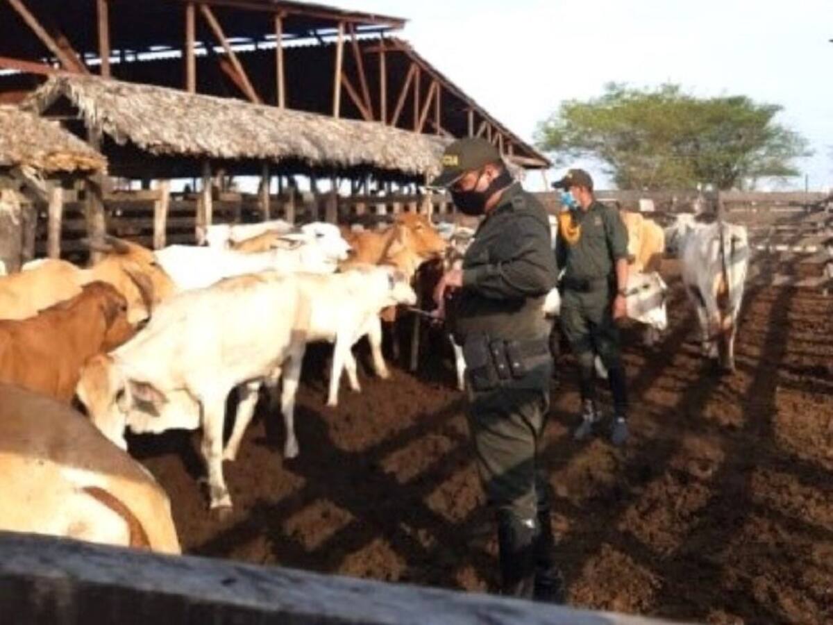 Capturan a ocho integrantes de una banda dedicada al hurto de ganado