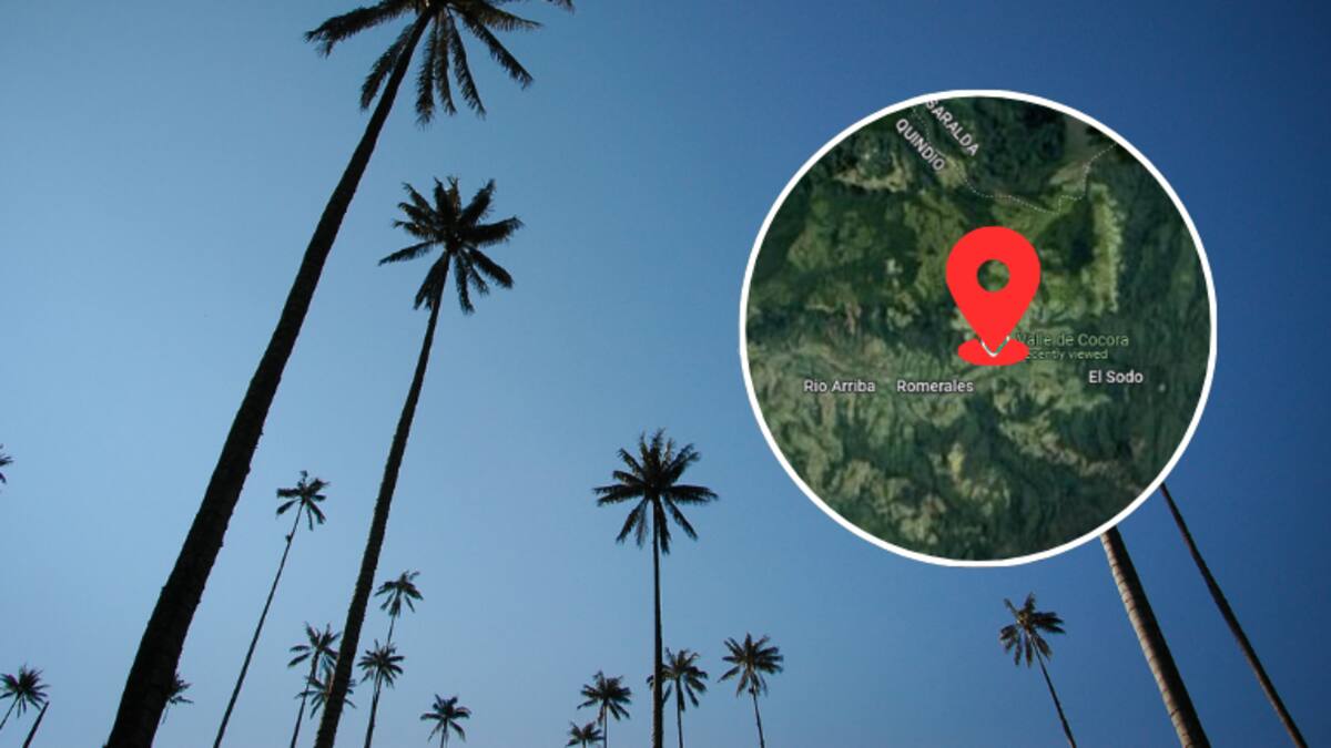 ¿Cuál es la palma más alta del mundo? Mide casi 60 metros y la puede visitar en Colombia