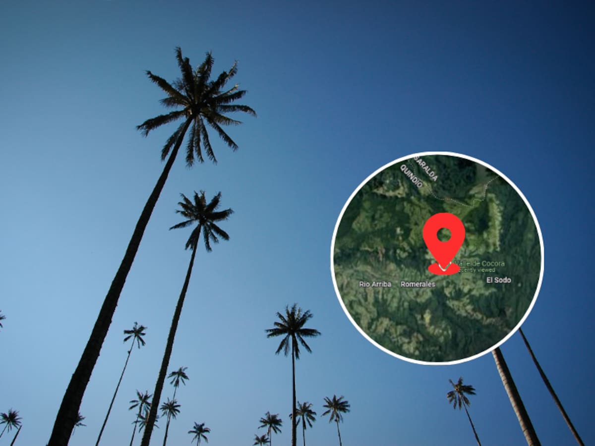 ¿Cuál es la palma más alta del mundo? Mide casi 60 metros y la puede visitar en Colombia