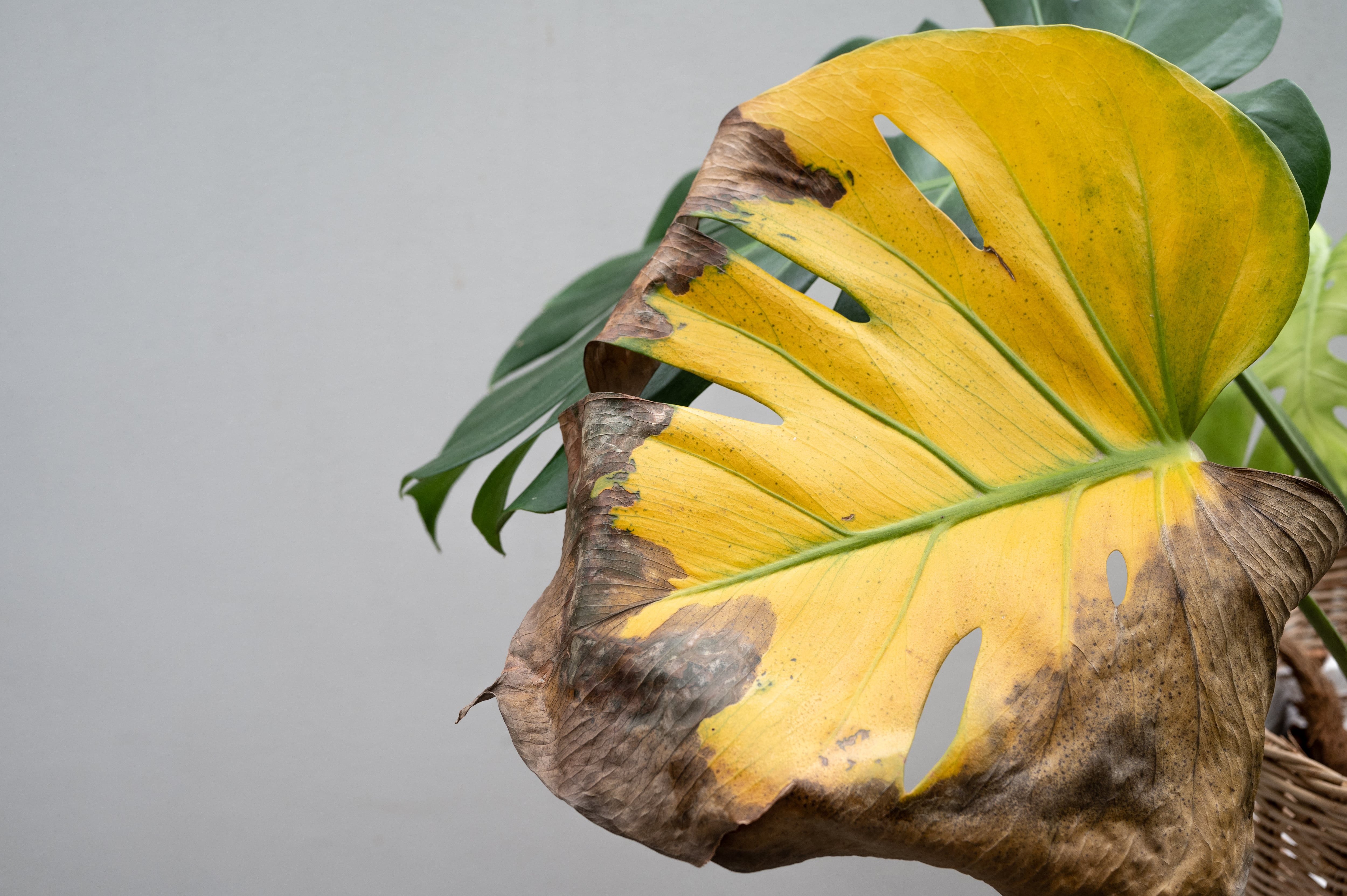 Leaf blight is a plant disease characterized by a general browning, death of foliage, and falling of leaves.