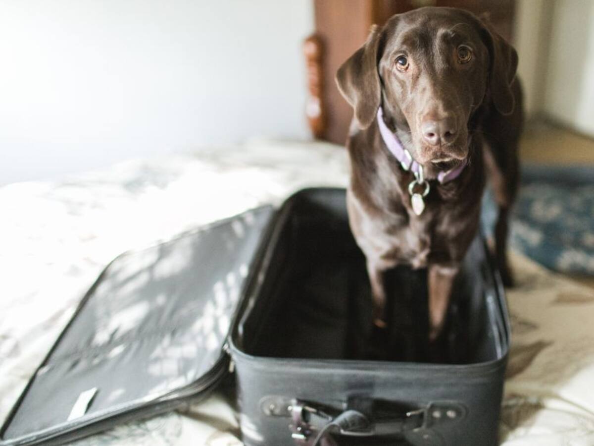 ¿Cómo funciona la custodia de una mascota en un divorcio?