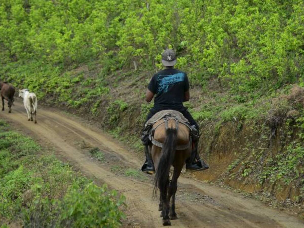 Gobierno tiene identificadas 450.000 hectáreas de predios en poder de las Farc