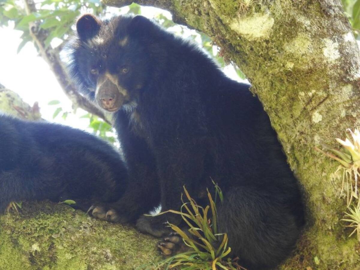 En Monguí fue observada una osa de anteojos y su cría