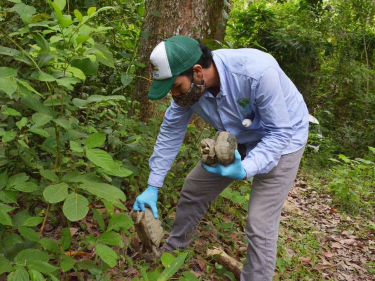 Liberan fauna silvestre en el Tolima