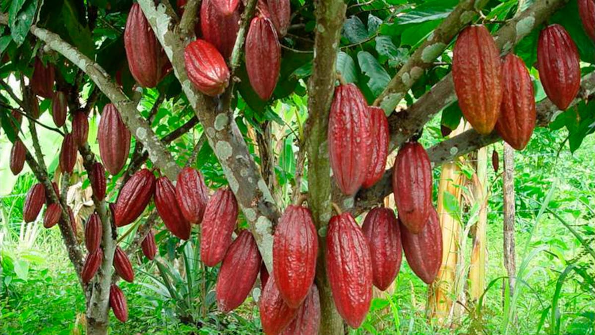 Exportaciones de cacao a Estados Unidos se triplicaron en casi dos años