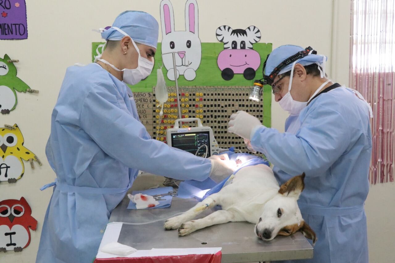 Se fortalece el proyecto de protección animal de Dosquebradas - Alcaldía de Dosquebradas.