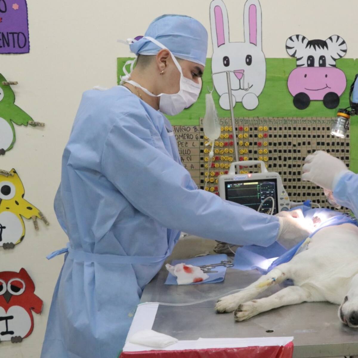 Centro de Protección Animal de Dosquebradas ya cuenta con lote para su construcción