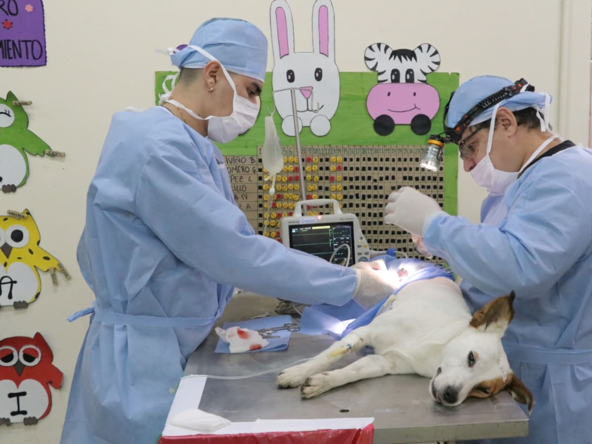 Centro de Protección Animal de Dosquebradas ya cuenta con lote para su construcción