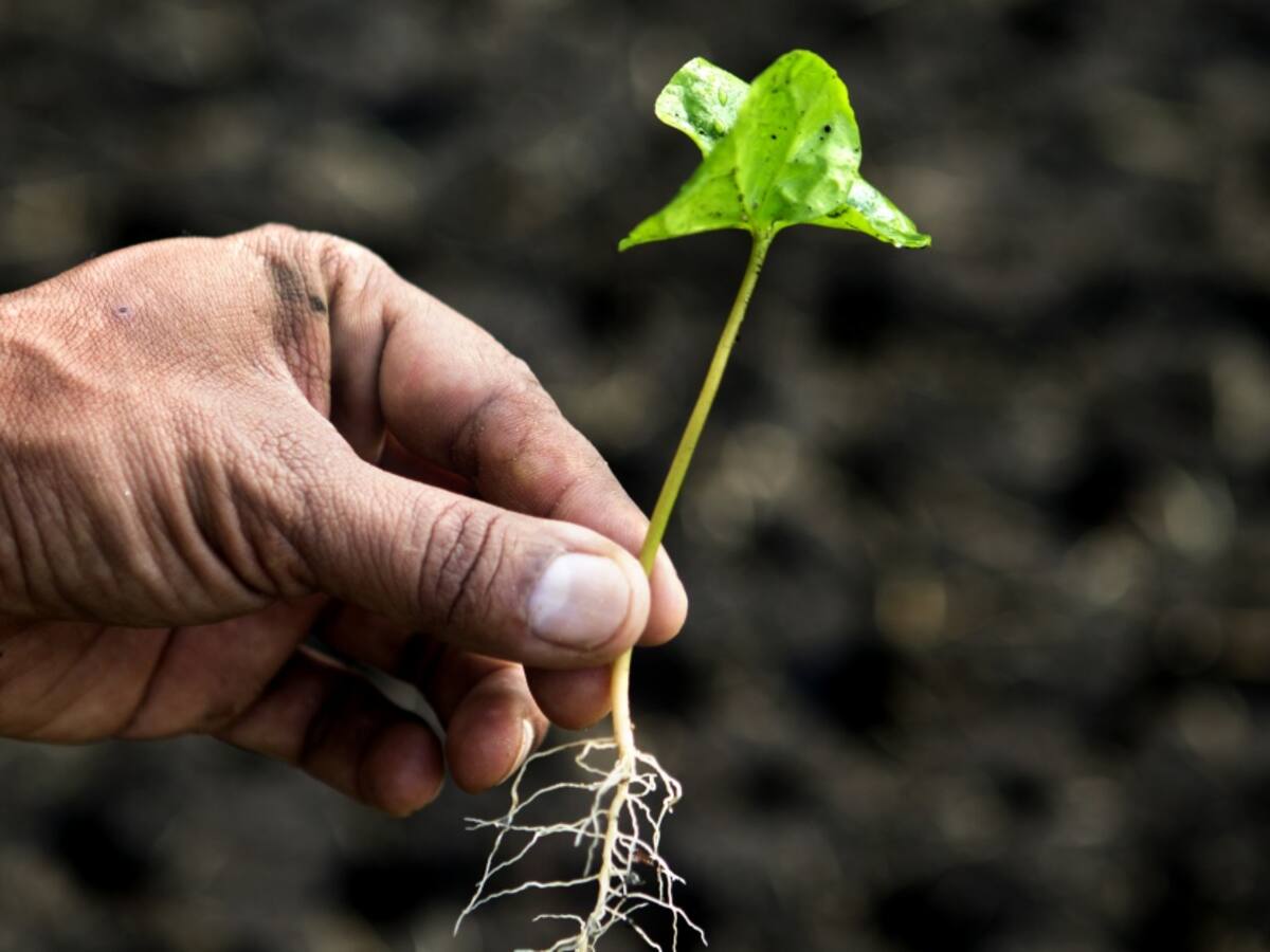 Líneas de financiamiento para producción sostenible en el campo