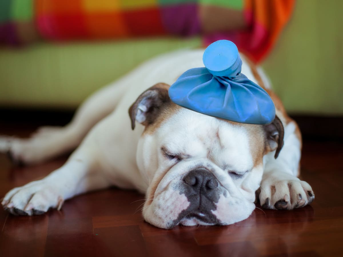 ¿Cómo saber si su perro tiene fiebre? Síntomas y recomendaciones