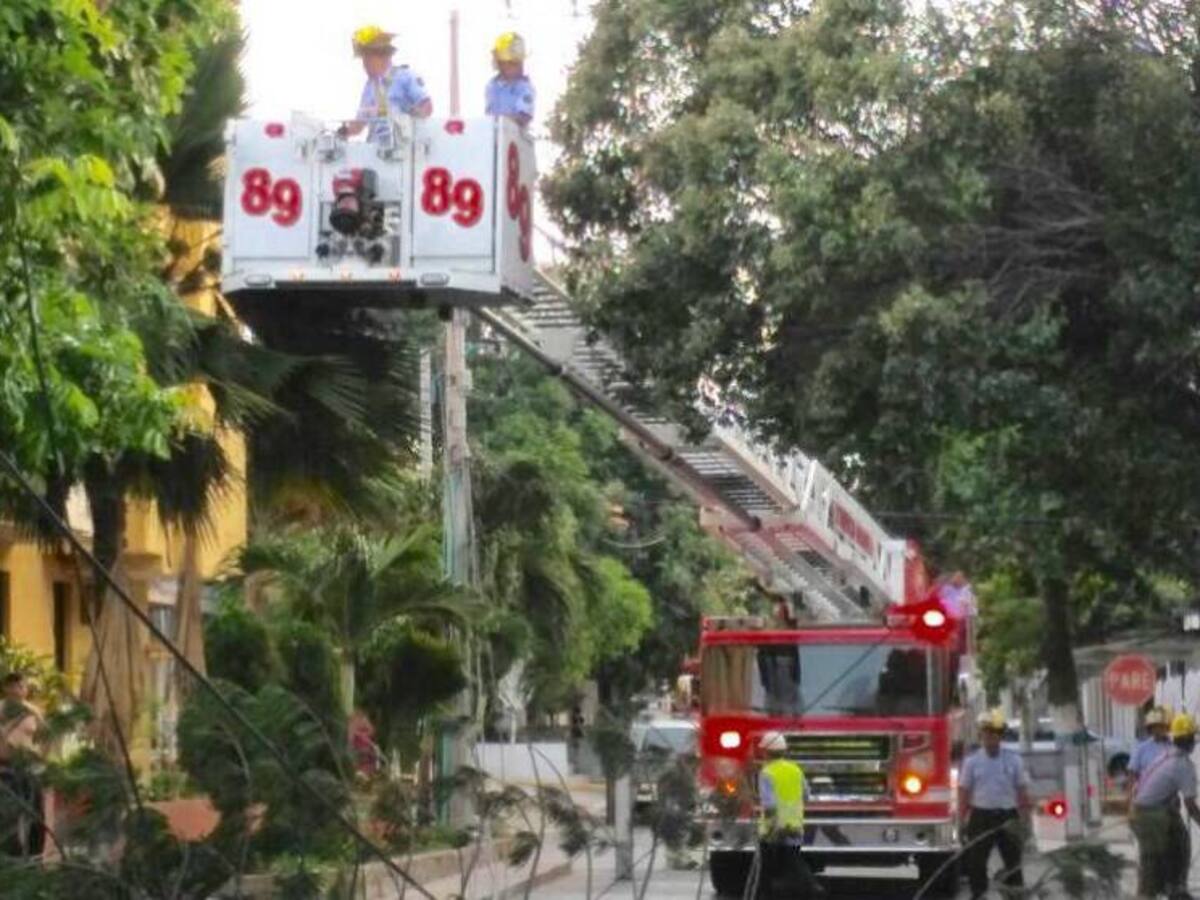 Caída de árbol afectó circuitos San Isidro y Nueva Colombia